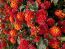 Dallas Red Lantana Camara Flowers Live Plants-Natural Mosquito Repellant Garden-Attract Hummingbirds